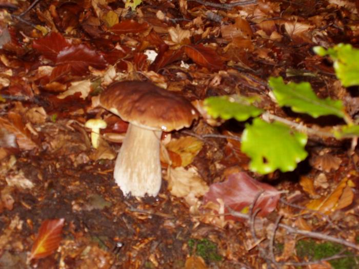 Boletus edulis